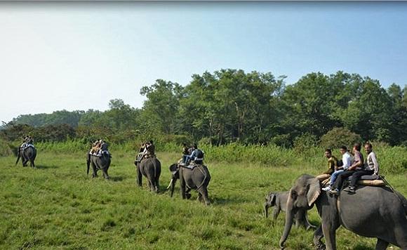 Elephant Safari
